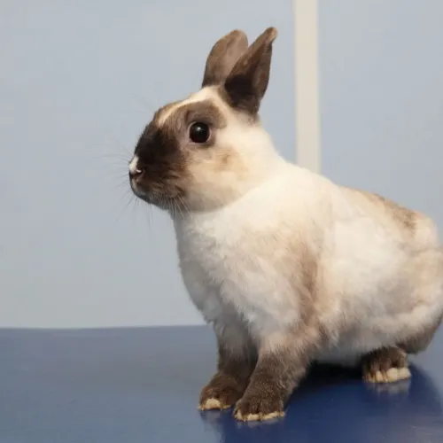 front.Voir article Alimentation du lapin