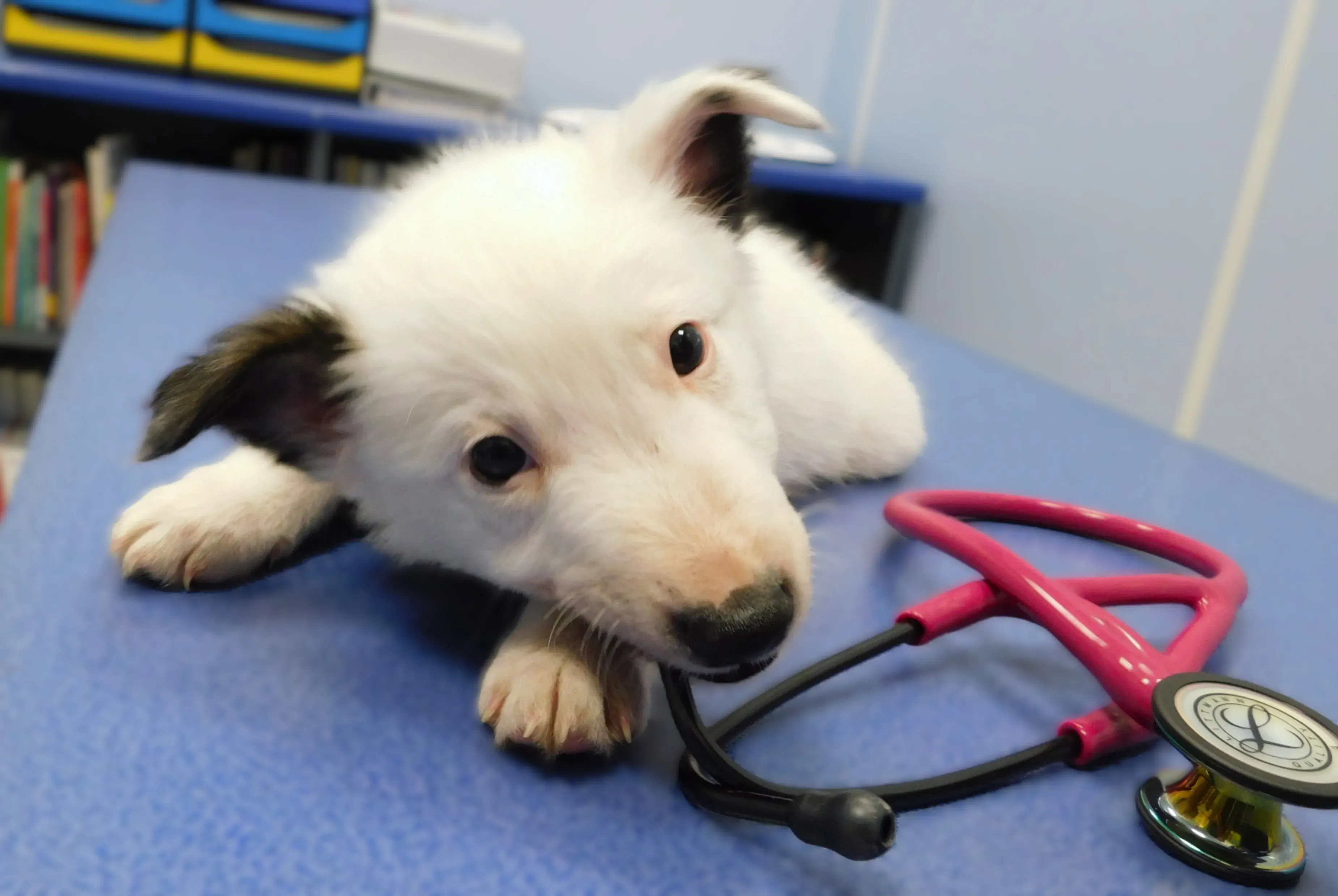 Adoption d’un nouveau chiot