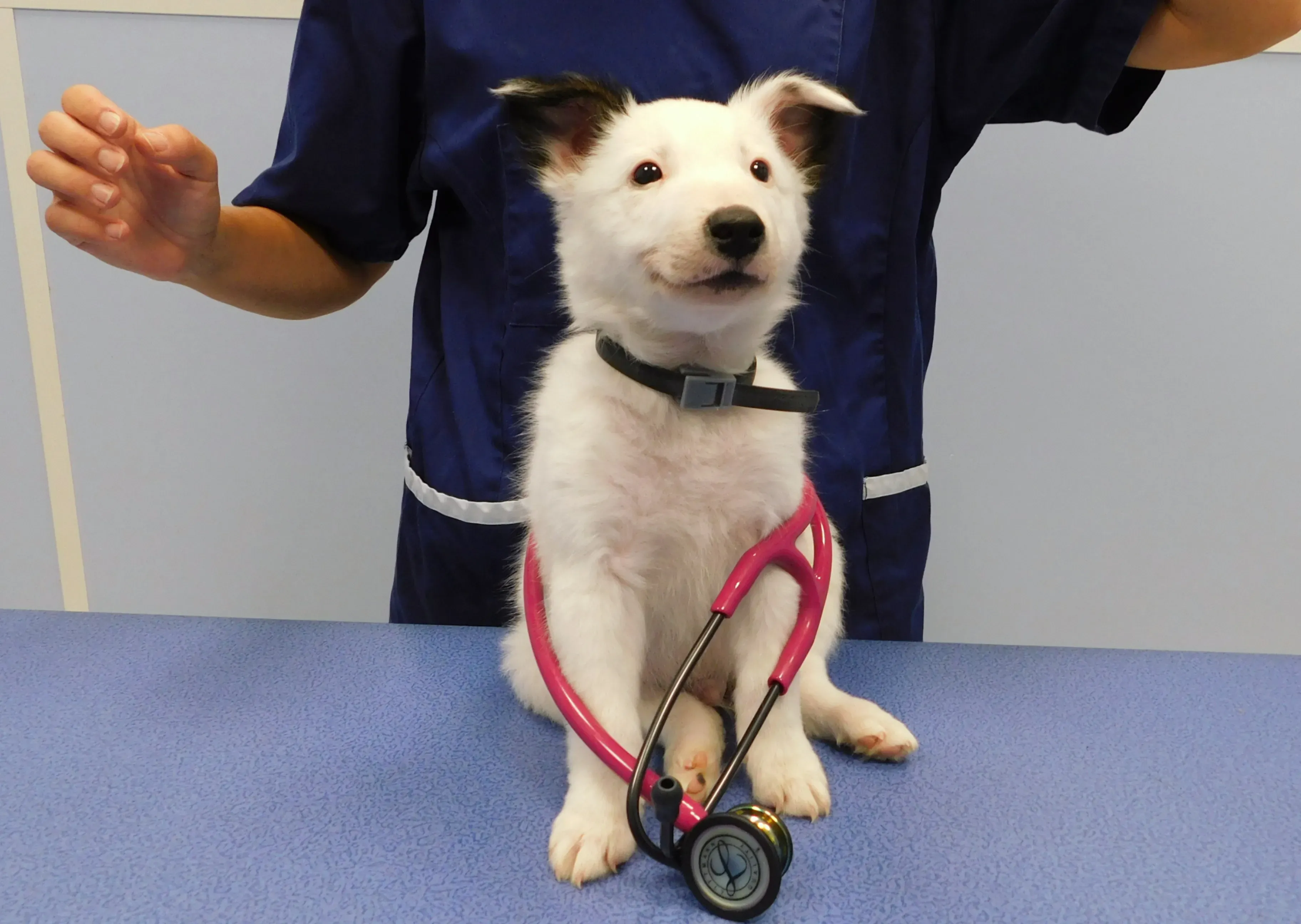 Adoption d’un nouveau chiot