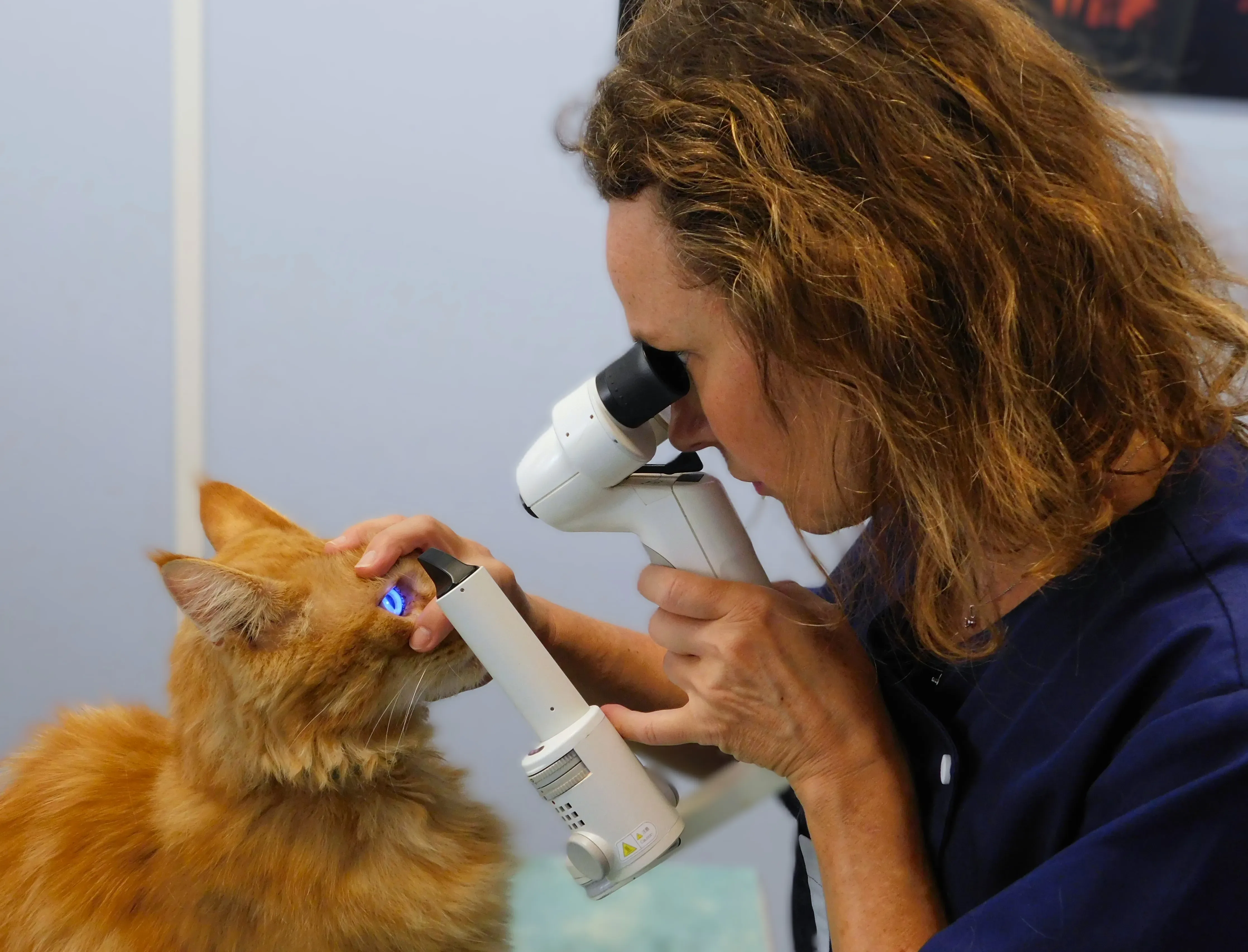 Ophthalmology