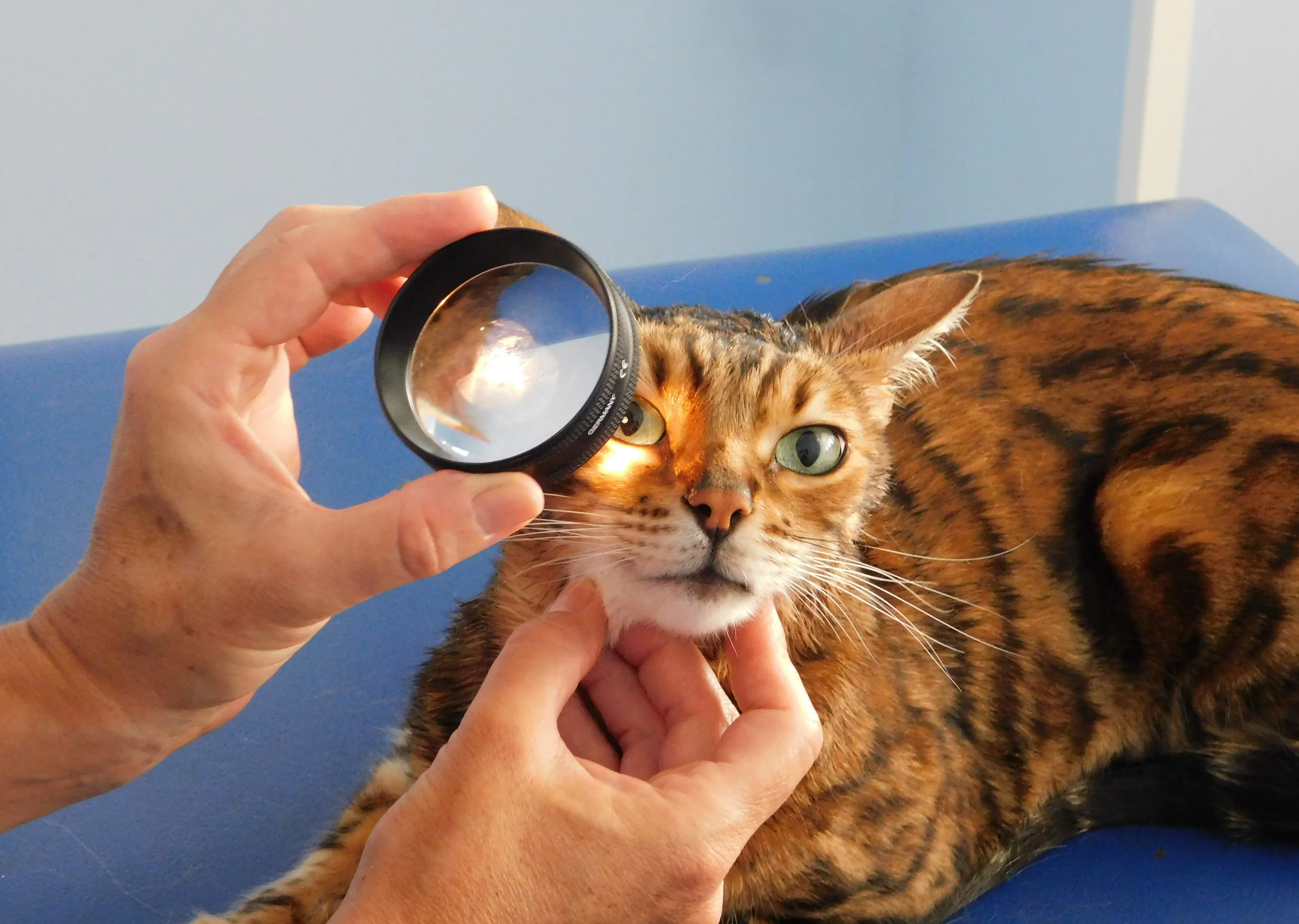Ophthalmology