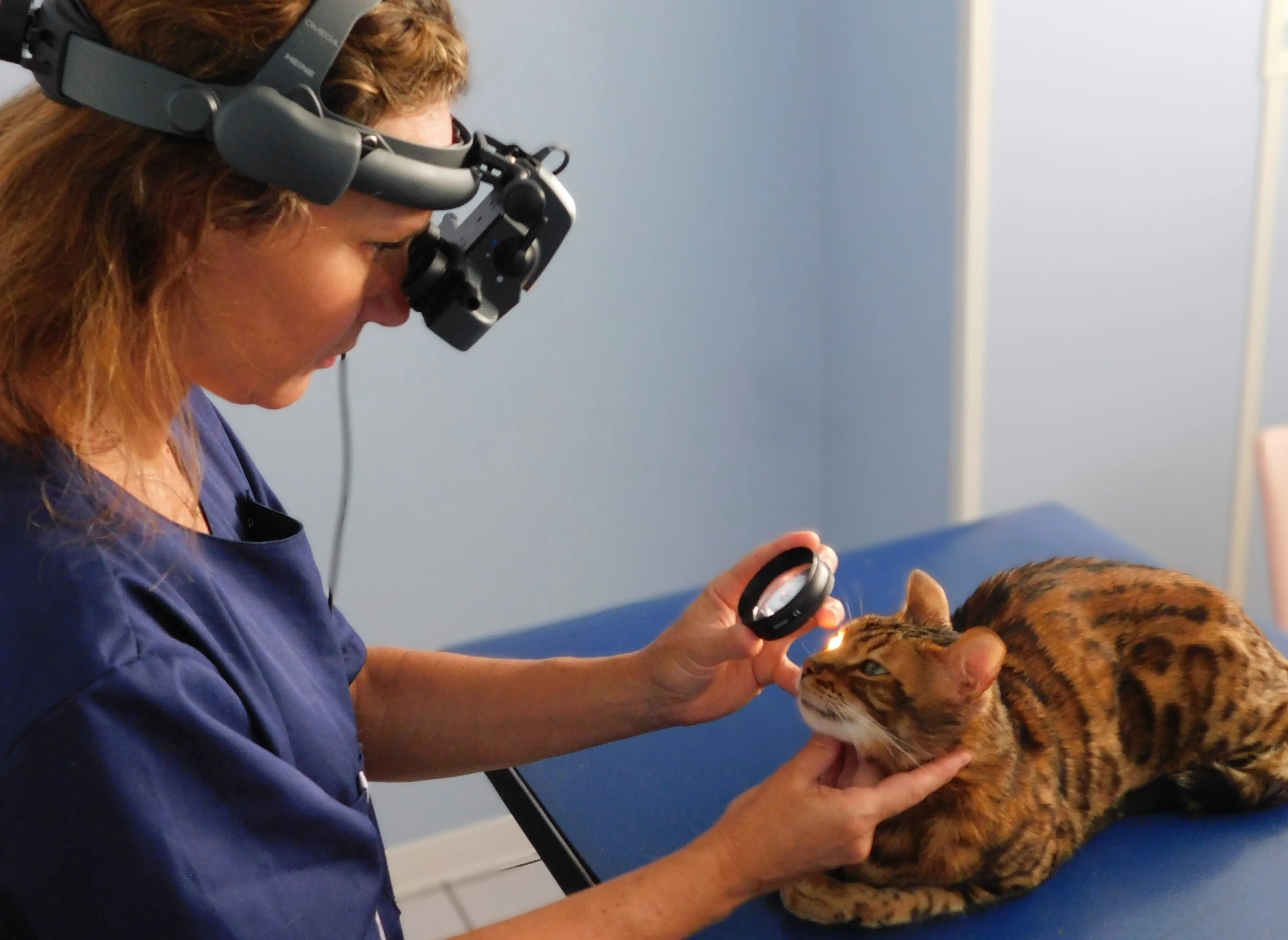 Ophthalmology
