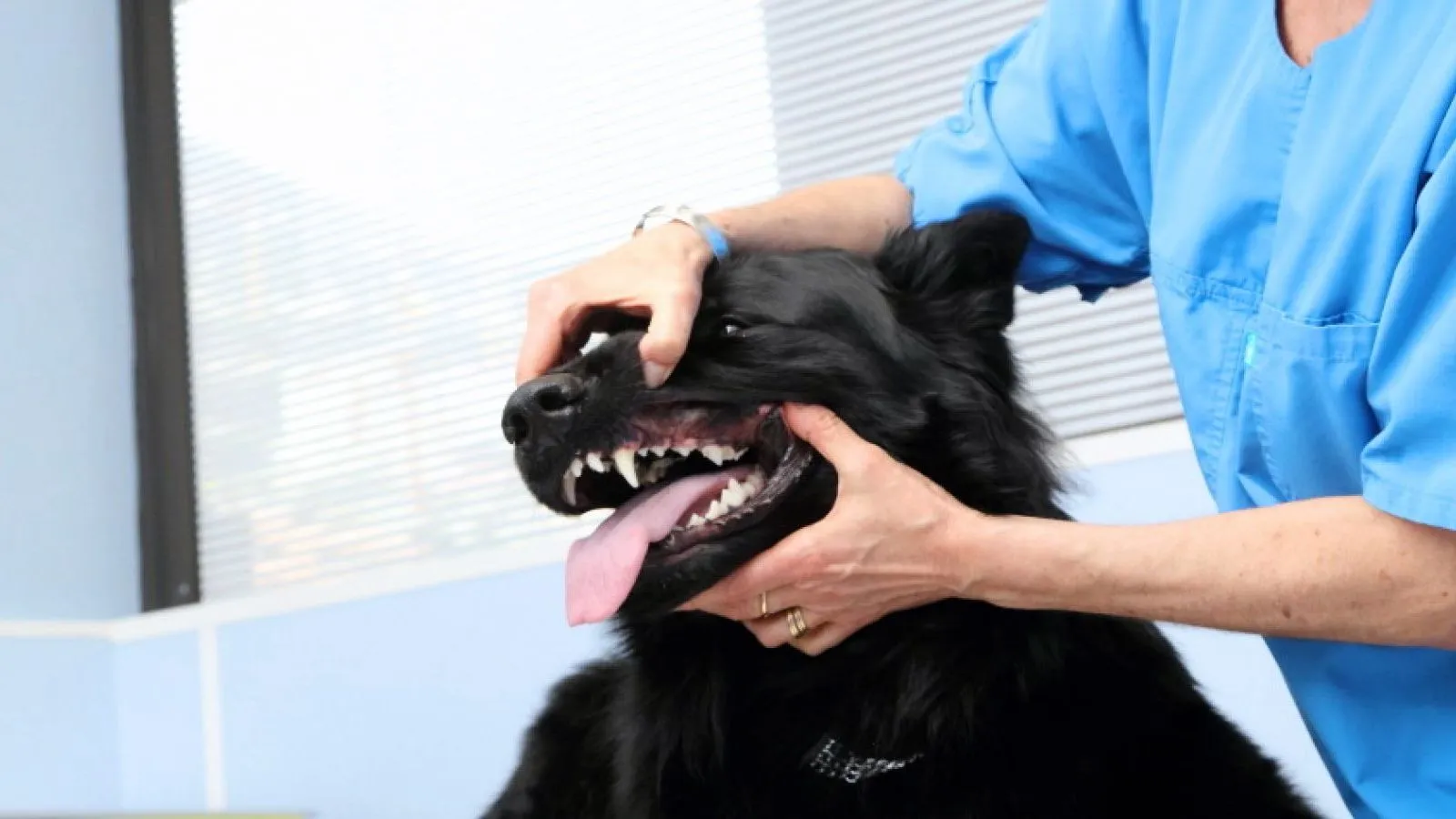 Dentisterie